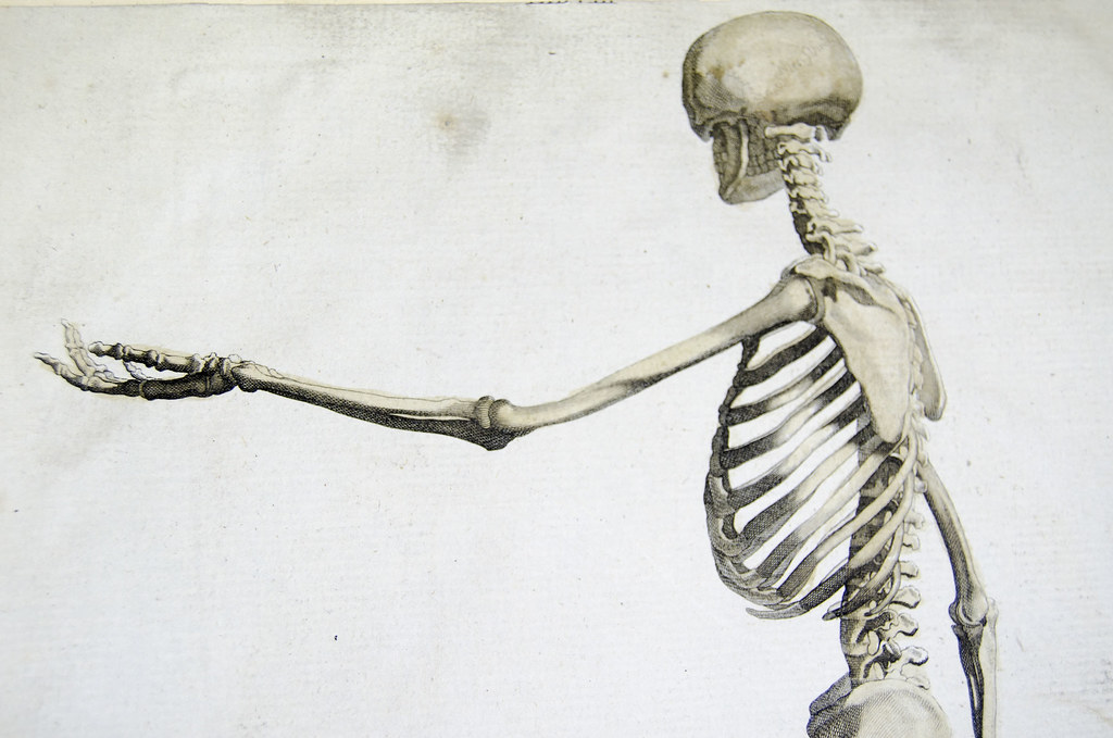 Upper skeleton from Andrew Bell's Anatomia Britannica (1770s-1780s)